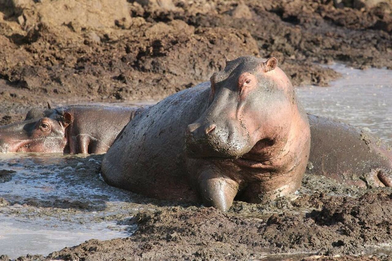 Große romantische Reise durch die Serengeti und Sansibar