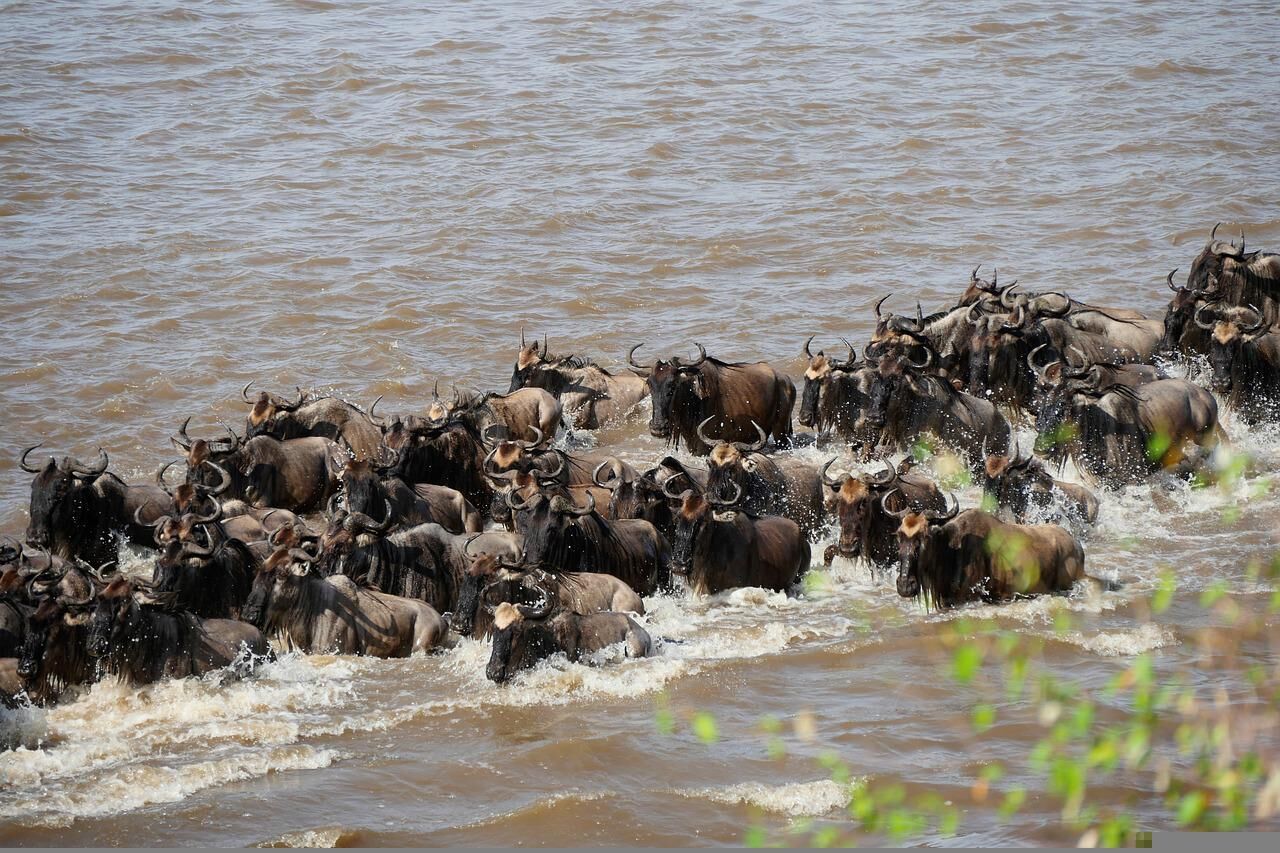 Safari dans les plaines du Serengeti en Tanzanie