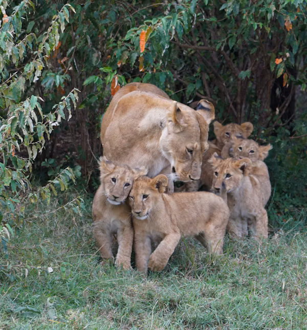 Grand tour romantique du Serengeti et Zanzibar pour une lune de miel